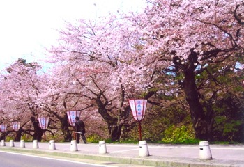 桜並木